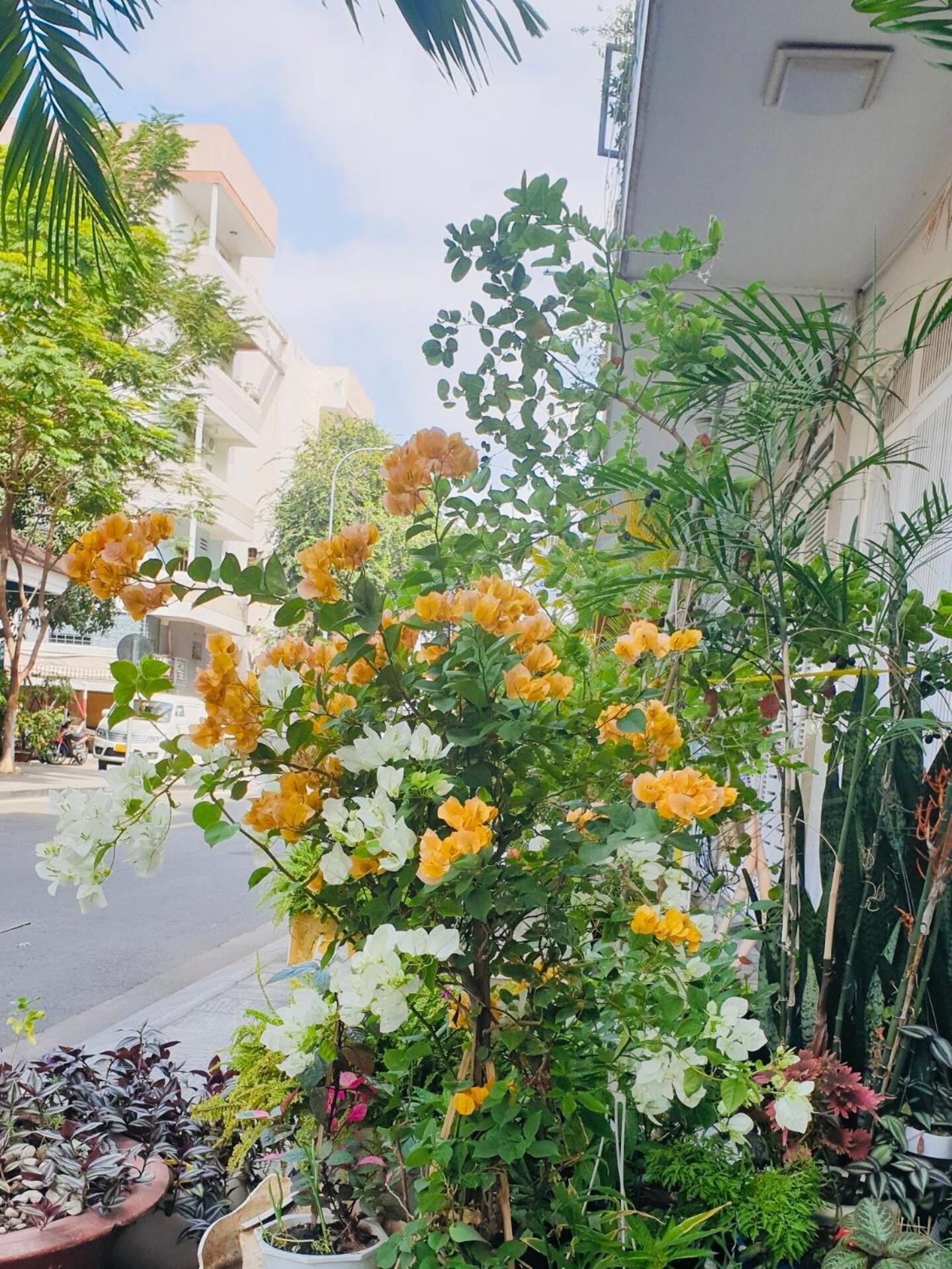 Hotel Chez Lotus Rose Ho Chi Minh Zewnętrze zdjęcie